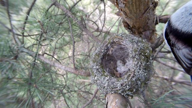 Зяблик 150503 1 на сосне у пл Марк ополовник ворует стройматериал смотреть онлайн