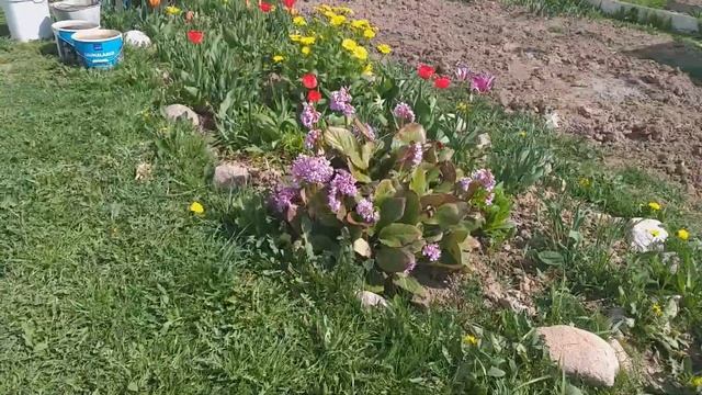Всё цветёт)) моё вязание)) мои сладенькие)) смотреть онлайн