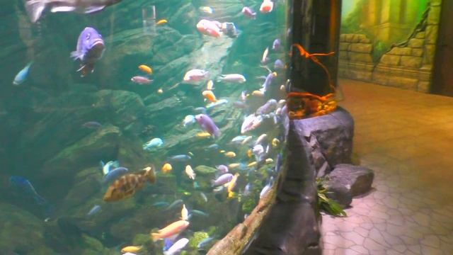 Тая нашла у рыбного монстра ВЕТРЯНКУ! Откуда? Океанариум продолжение. Часть 2