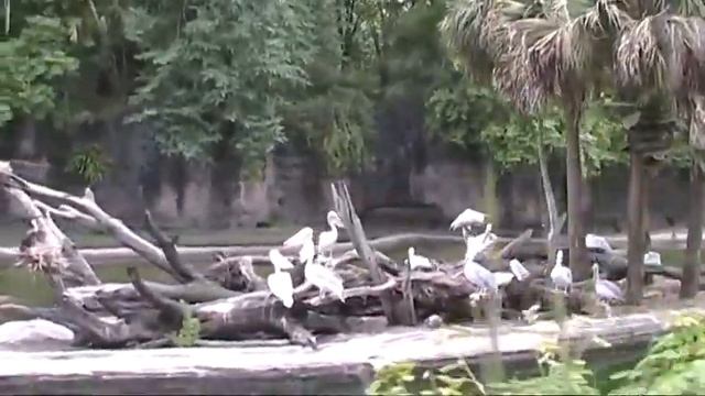 Walt Disney World Animal Kingdom Safari 2007 смотреть онлайн