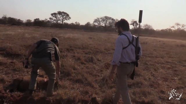 Primer safari de caza de Beltrán con su padre - Lance de caza de warthog смотреть онлайн