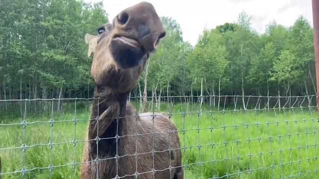 сафари парк/safari park🐇🎧🤍 смотреть онлайн