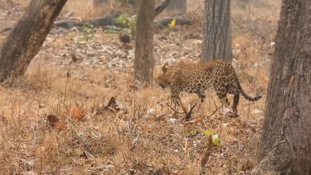 Vlog#12 Beauty of Kabini - Part 1 (Resort and Land Safari) смотреть онлайн