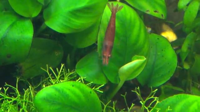 Креветочный блюз Red Cherry от skripka_1 специально для http://aqualog.ru/ смотреть онлайн