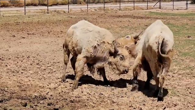 Wildlife World Zoo, Aquarium & Safari Park in Phoenix, AZ West Valley Suburb Litchfield Park смотреть онлайн