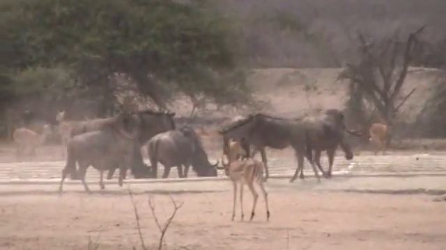 Safari Kruger Park смотреть онлайн