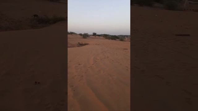 Camel safari / #live! no. 336 @brc731 смотреть онлайн