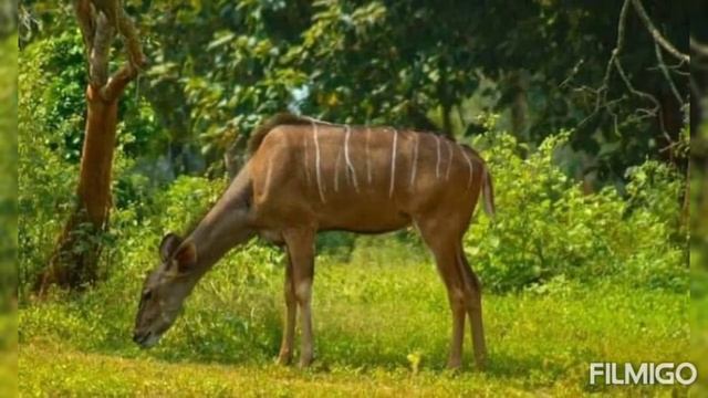 #Ridiyagama safari park #ambalanthota #sri lanka смотреть онлайн