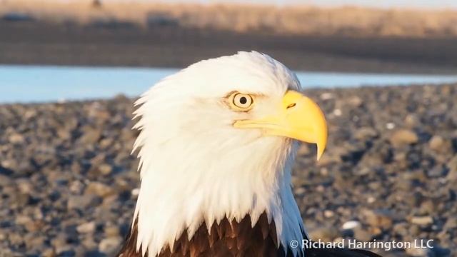 The Brave and the Bold Bald Eagles смотреть онлайн