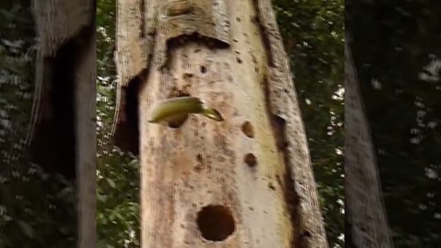 The brave birdie is fighting for its babies смотреть онлайн