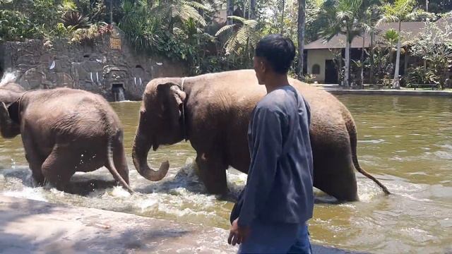 Bali Experience | Mason Elephant Park & Lodge 01 смотреть онлайн