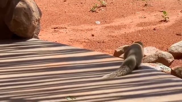 #BRAVE MONGOOSE@ FIGHTING SNAKE #🐍🦡🤯😢😱😱😱 смотреть онлайн