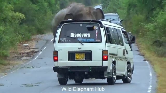 Shocking Surprise: Tourists Witness Epic Elephant Encounter! смотреть онлайн