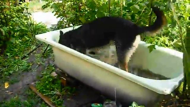 Самая смешная Собака)))в мире в ванне. смотреть онлайн