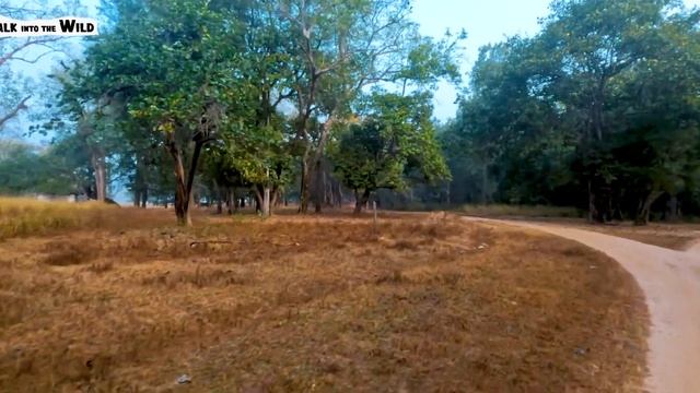 (Day 2) Kanha National Park - Mukki Gate Tiger Safari - (MV3, Mahavir 3) 4K Video Hindi | हिन्दी смотреть онлайн