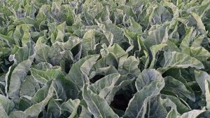 Одна из лучших цветных капуст Форталеза F1. Октябрь 2024 года.