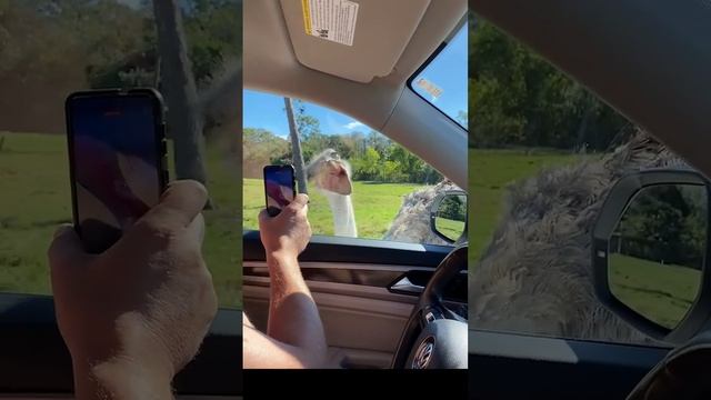 Ostrich Encounter at Lion Country Safari: Beak vs. Car Window смотреть онлайн