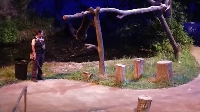 Animal Show at Night Safari Singapore Tour смотреть онлайн