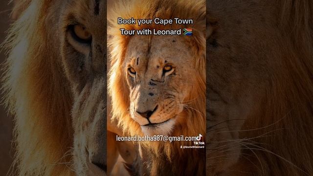 #capetown #tablemountain #touristattraction #travel #safari #gamereserve #tourwithleonard #usa #us смотреть онлайн