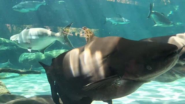 river safari Singapore part#2 #fishes смотреть онлайн