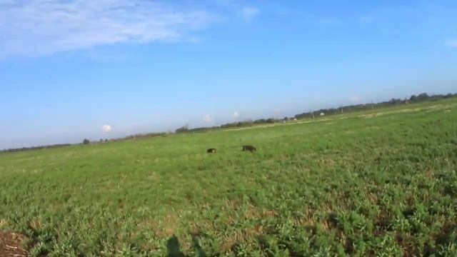 открытие охоты на перепела 2023 смотреть онлайн