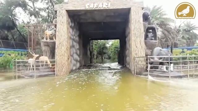 Hyderabad Rains: Safari park at Nehru Zoo Park flooded смотреть онлайн