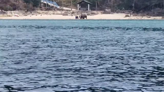 Elephant Ride in Phuket Thailand смотреть онлайн