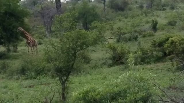 New Years Day Safari 2018 Kruger Park SA смотреть онлайн