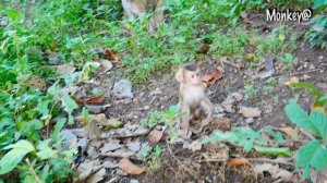 Amazing..! SARIKA monkey and her baby SARO are very brave.