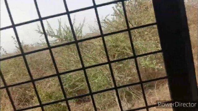Lion Safari Etawah , इटावा लायन सफारी का अंदर का पूरा वीडियो देखें और पूरी जानकारी कब जाएं कैसे जाए смотреть онлайн