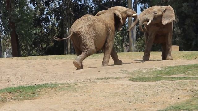 Elephants Playing - San Diego Zoo Safari Park смотреть онлайн