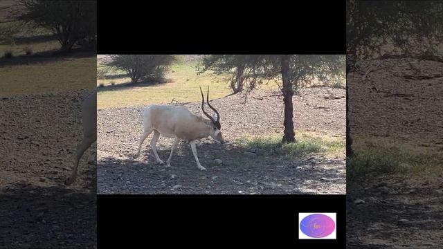 Sharjah Safari - An Africa in UAE смотреть онлайн