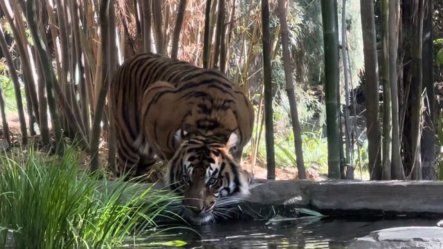🐯Sumatran Tiger Boy Rakan ~ San Diego Zoo Safari Park ~ 2/5/2022 смотреть онлайн