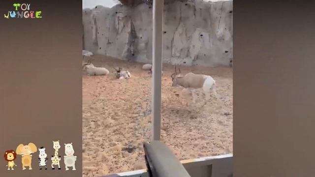 Our Dubai Safari Park Adventure | Hisham's Toy Jungle смотреть онлайн