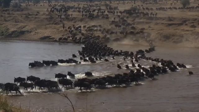Wildebeest Crossing the Mara River смотреть онлайн