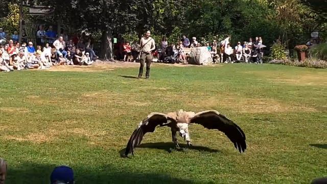 Birds of Prey Show at Zoo Planckendael (Mechelen, Belgium) смотреть онлайн