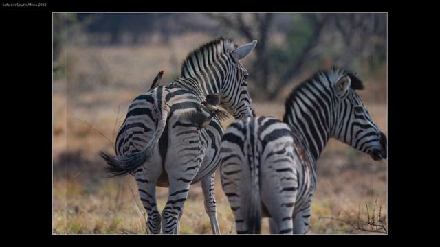 South African Safari photos to music смотреть онлайн