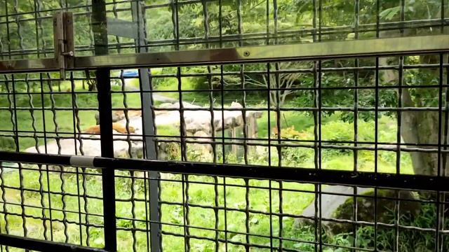 Fuji Safari Park 2021 | Jungle Bus Tour | смотреть онлайн