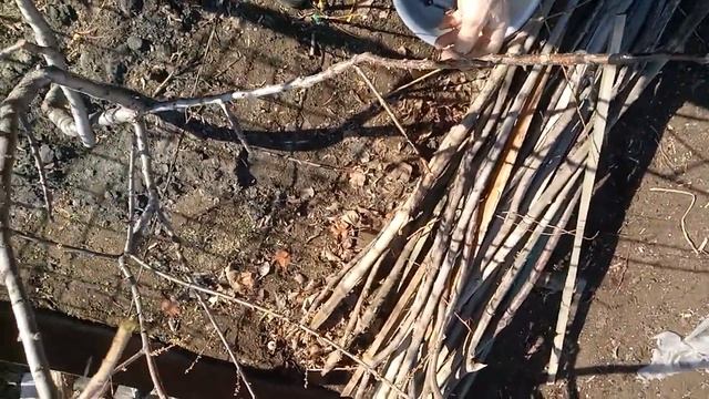 Что делать если вам не нравится плодовое дерево. Есть выход смотреть онлайн