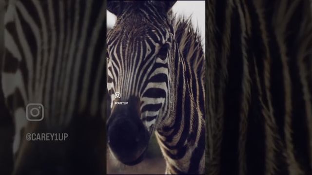 #Spotted zebra AFRICA VISUALS #capetown #southafrica #travel #safari смотреть онлайн