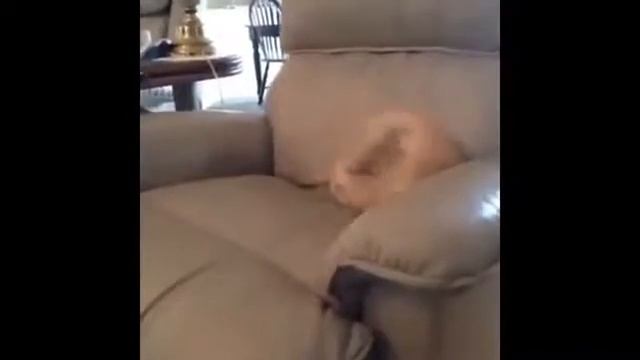 Самые смешные коты - подборка смотреть онлайн