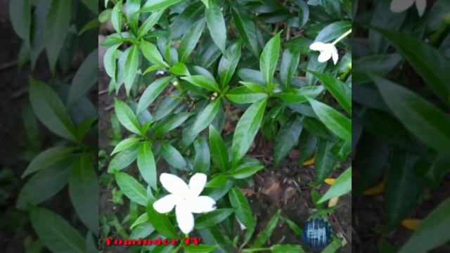 Auto hdr by kinemaster editor #editor #plant #flower смотреть онлайн