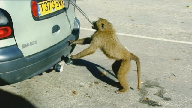 SPL Communications - Knowsley Safari Park TV Ad смотреть онлайн