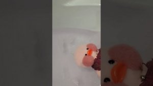 Как ухаживать за уточкой lalafanfan