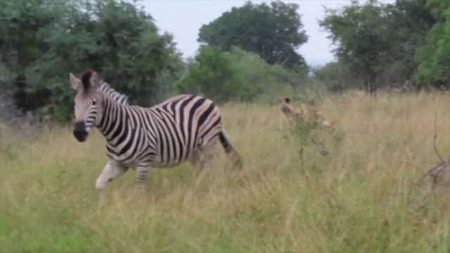 SOUTH AFRICA SAFARI DIARY | KRUGER NATIONAL PARK - PART 2 смотреть онлайн