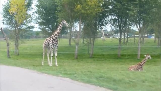 Woburn Safari Park - United Kingdom смотреть онлайн