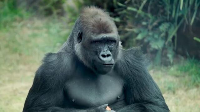 Mogo Wildlife Park | Experience Oz смотреть онлайн