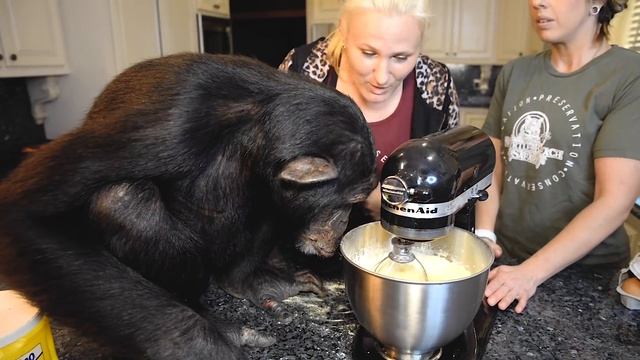 Chimp Makes Corn Bread Chili Casserole Secret Recipe | Myrtle Beach Safari смотреть онлайн