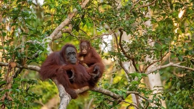 GORILLA VS ORANGUTAN - Who is the king of the Great Apes Family? смотреть онлайн