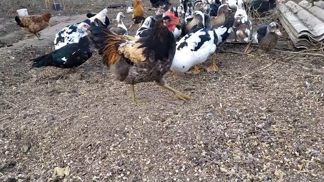 Куры, индоутки -альтернатива зерну ( дополнительное питание))) смотреть онлайн